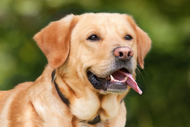 Köpek Baklava Yerse Ne Olur?