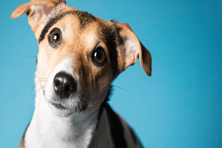 Köpek Balık Kılçığı Yerse Ne Olur?