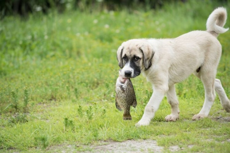 Köpek Balık Yer Mi? 