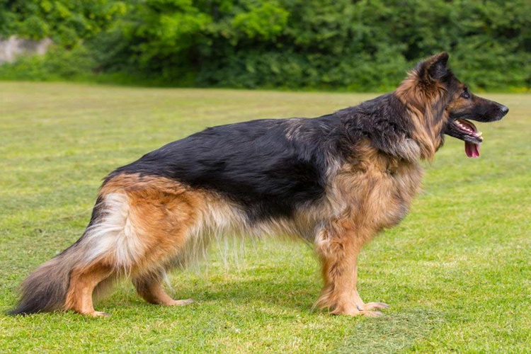 Köpek Balık Yerse Ne Olur?