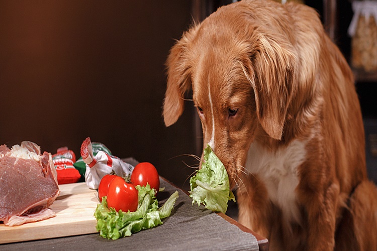 Köpek Beslenme Çeşitleri Nelerdir?