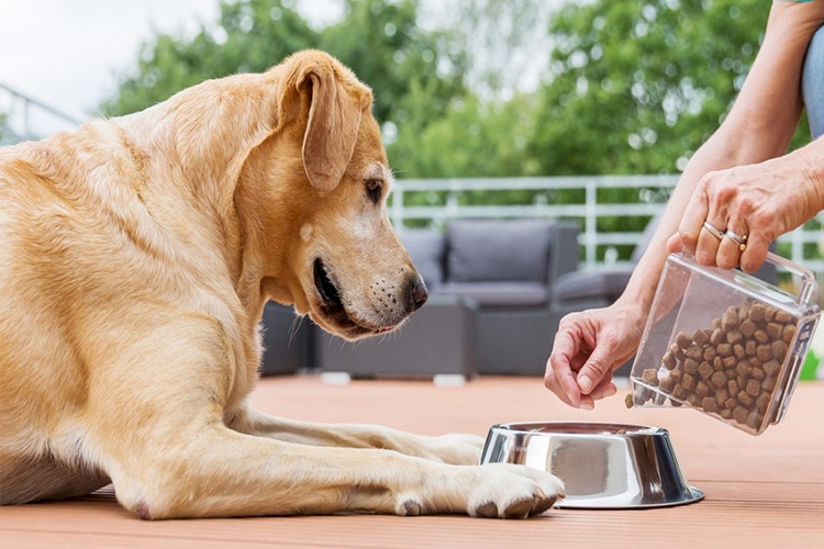 Köpek Bisküvi Yerse Ne Olur?