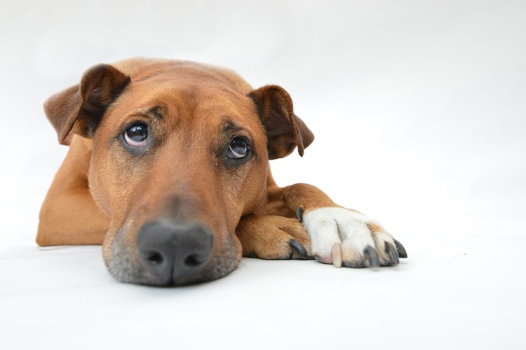 Köpek Böcek İlacı Yerse Ne Olur?