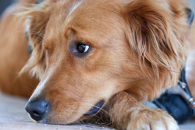 Köpek Böcek Yerse Ne Olur?