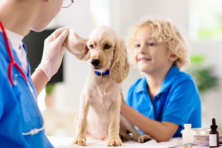 Köpek Boğmaca Aşısı Fiyatı 2023 Ne Kadar?