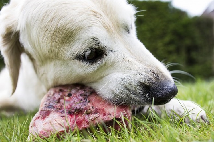 Köpek Bozuk Et Yerse Ne Olur?