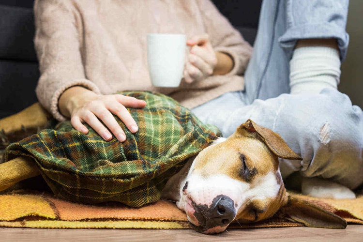 Köpek Bozuk Mama Yerse Ne Olur?