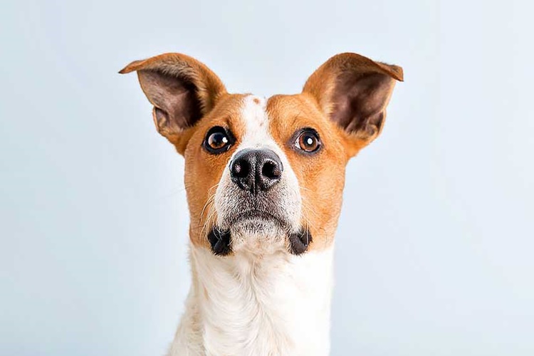 Köpek Bozuk Tavuk Yerse Ne Olur?