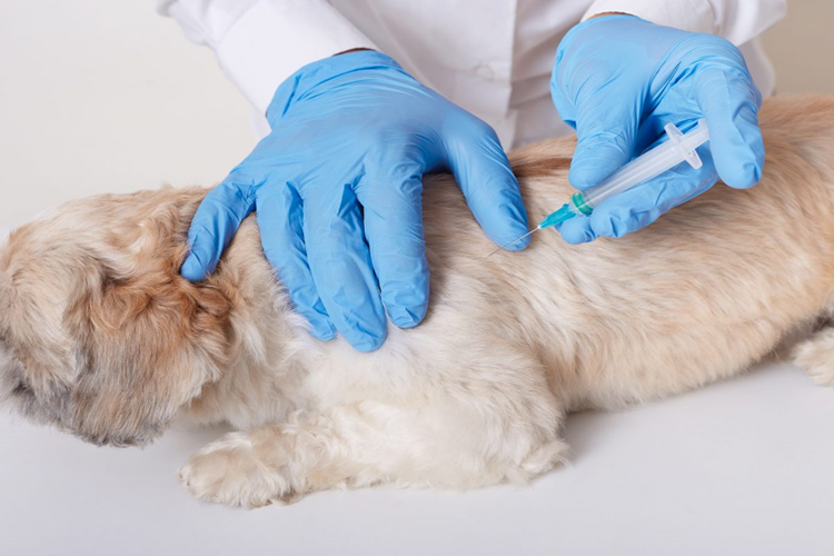 Köpek Bronşit Aşısı Fiyatı 2023 Ne Kadar?