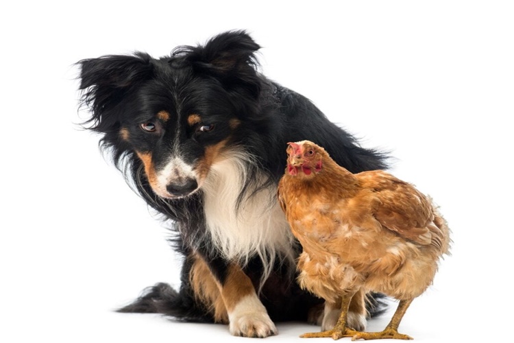 Köpek Canlı Tavuk Yer Mi?