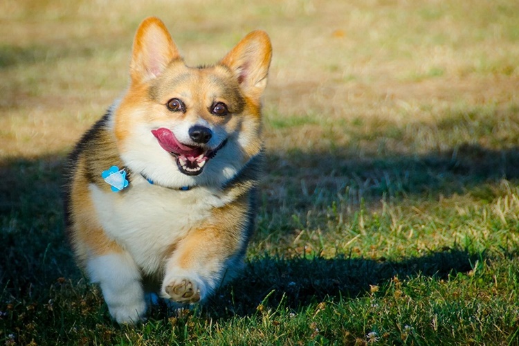 Köpek Ceviz Yerse Ne Olur?