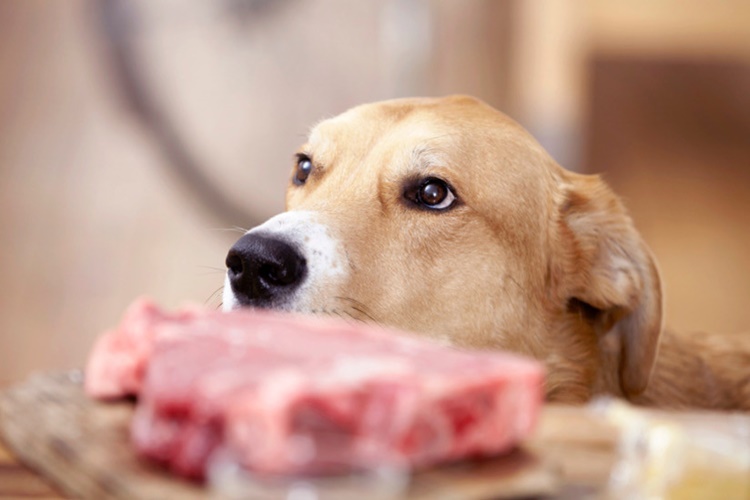 Köpek Çiğ Ciğer Yer Mi?