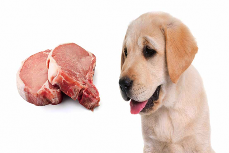 Köpek Çiğ Et Yer Mi?