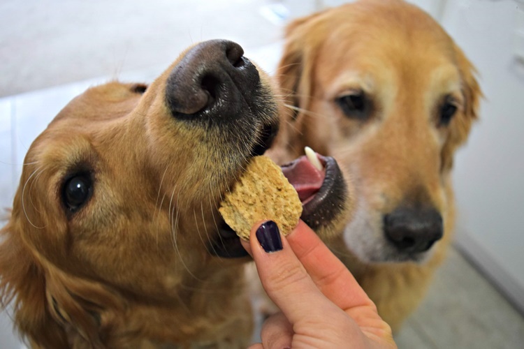 Köpek Çiğ Et Yerse Ne Olur?