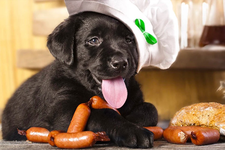 Köpek Çiğ Sucuk Yer Mi?