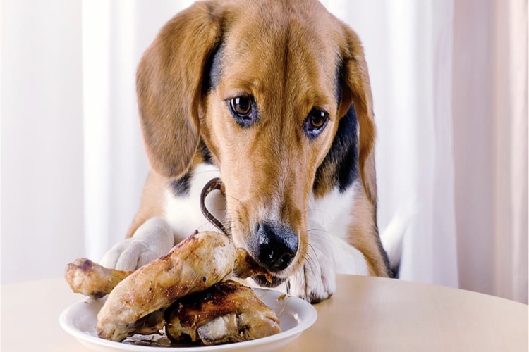 Köpek Çiğ Tavuk Yer Mi?