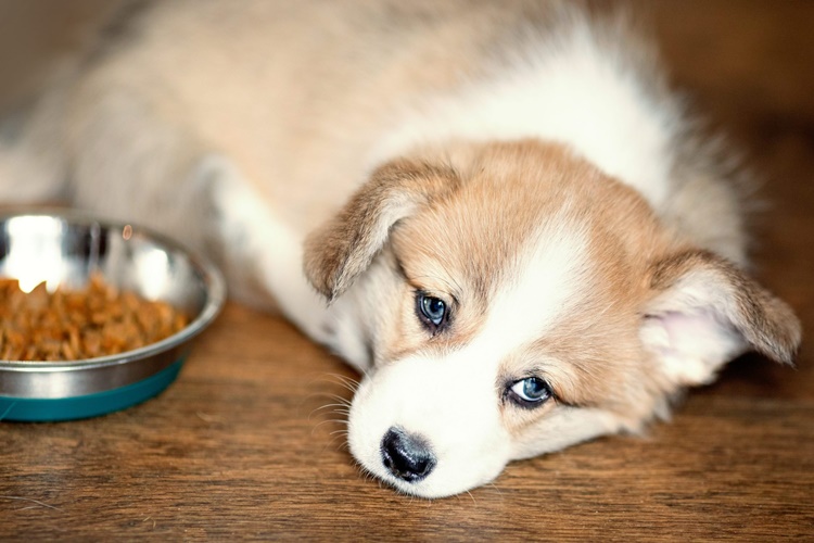 Köpek Çiğ Yumurta Yerse Ne Olur?