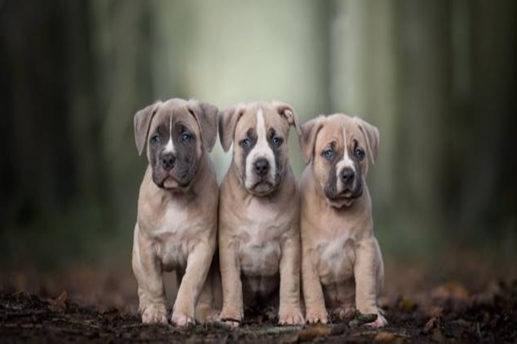 Köpek Cinsiyet Ayrımı Nasıl Yapılır?