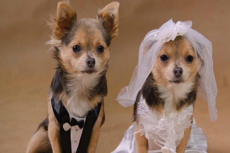 Köpek Cinsiyeti Nasıl Anlaşılır?