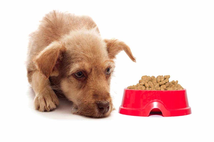 Köpek Cips Yerse Ne Olur?