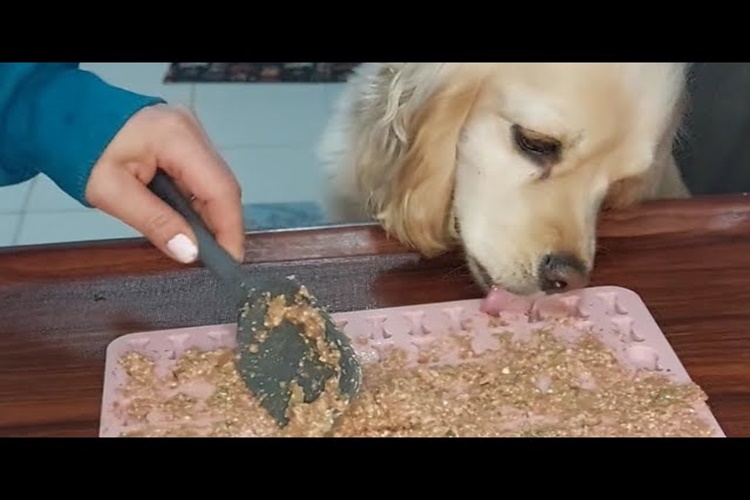 Köpek Çörek Otu Yer Mi?