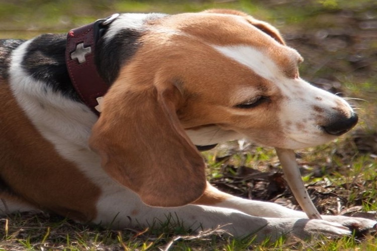 Köpek Dana Kemiği Yer Mi?