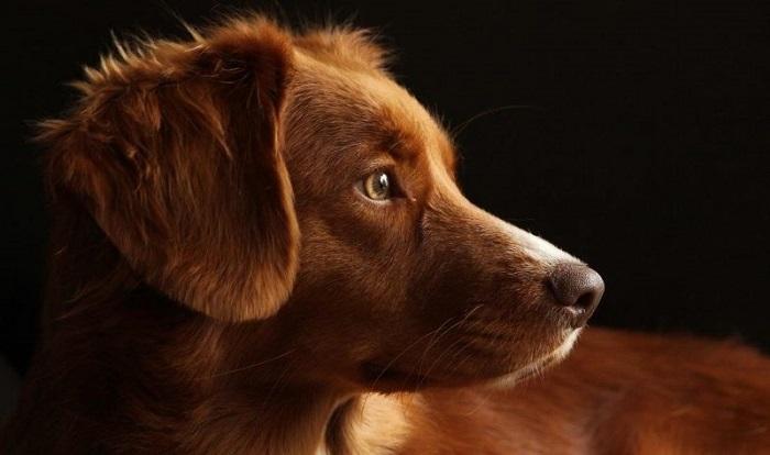 Köpek Derisi Neden Siyahlaşır?