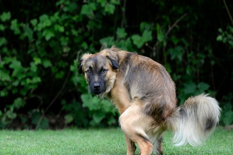Köpek Dışkısında Kan Tedavisi Nedir?