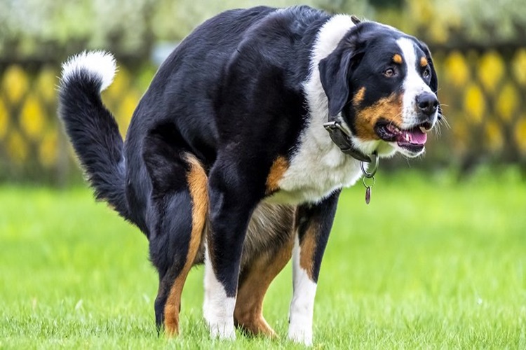 Köpek Dışkısında Neden Kan Olur?