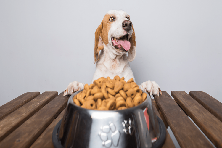 Köpek Domates Yerse Ne Olur?