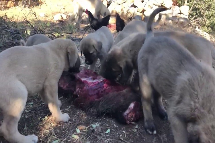 Köpek Domuz Eti Yer Mi?