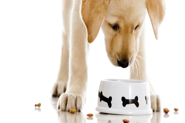 Köpek Döner Yer Mi?