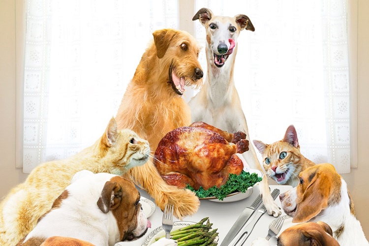 Köpek Dut Yerse Ne Olur?