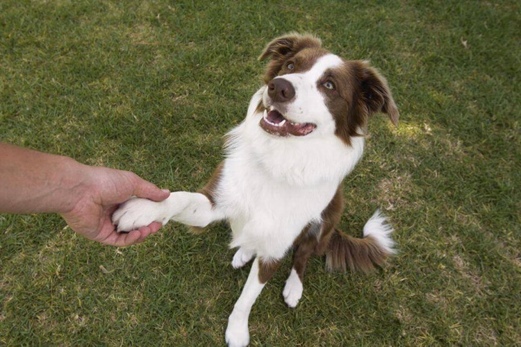 Köpek Eğitimi Göz Teması Nasıl Kurulmalı?