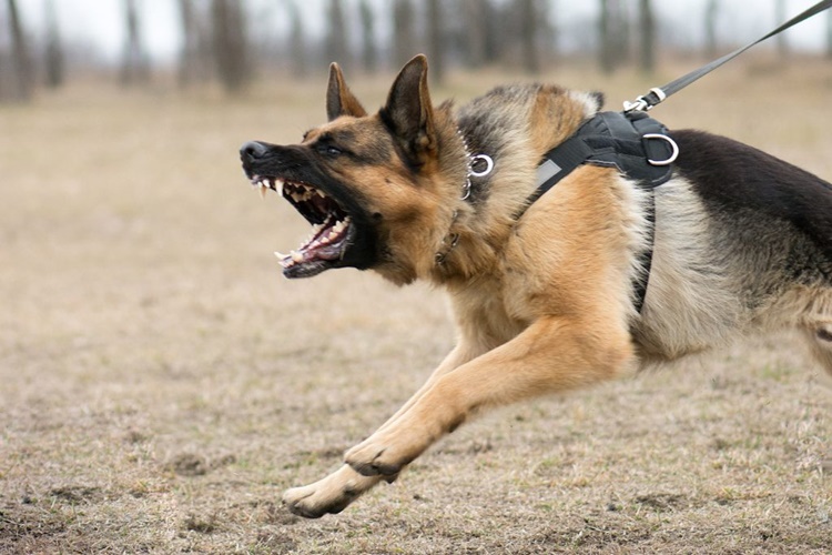 Köpek Eğitimi Hangi Ayda Başlar?