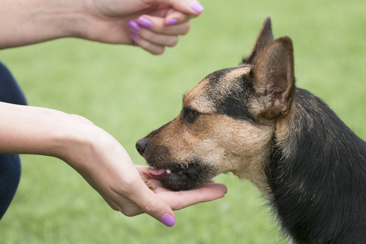 Köpek Eğitimi Hayır Komutu Nasıldır?