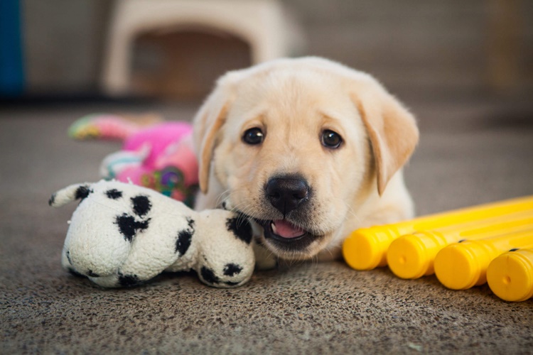 Köpek Eğitimi ile İlgili Kitaplar Nelerdir?