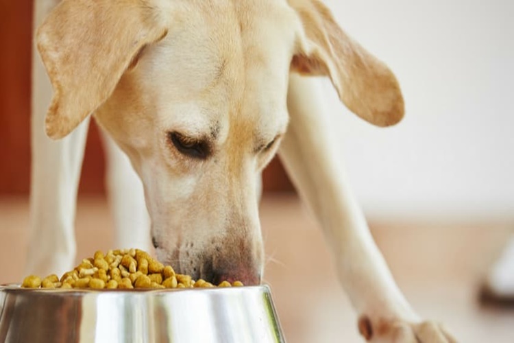 Köpek Elma Yerse Ne Olur?