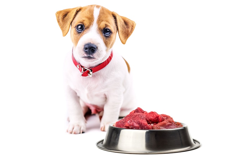 Köpek Et Döner Yer Mi?