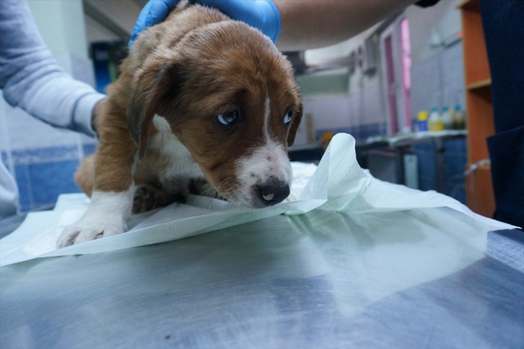 Köpek Fare Zehiri Yerse Ne Olur?