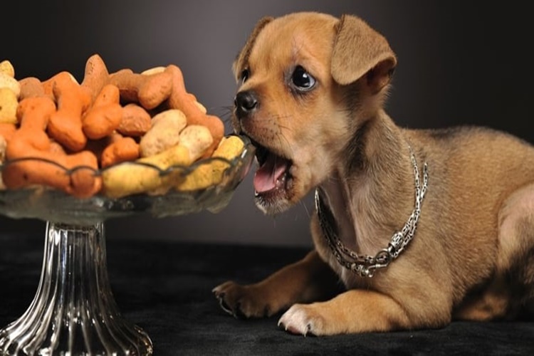 Köpek Fındık Yer Mi?