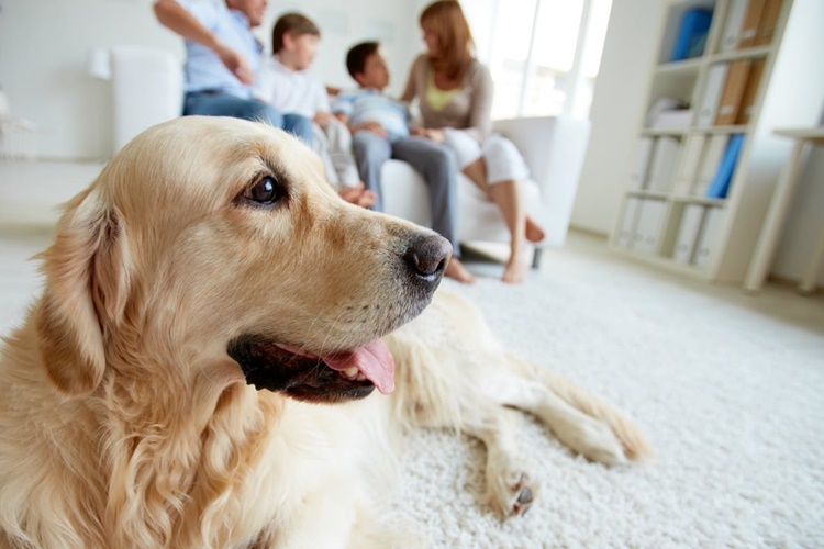 Köpek Fıstık Yer Mi?