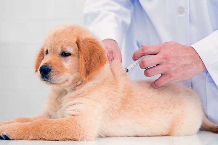 Köpek Genç Hastalığı Aşısı Fiyatı 2023 Ne Kadar?