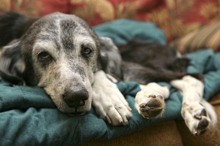 Köpek Genç Hastalığı İnsana Bulaşır Mı?