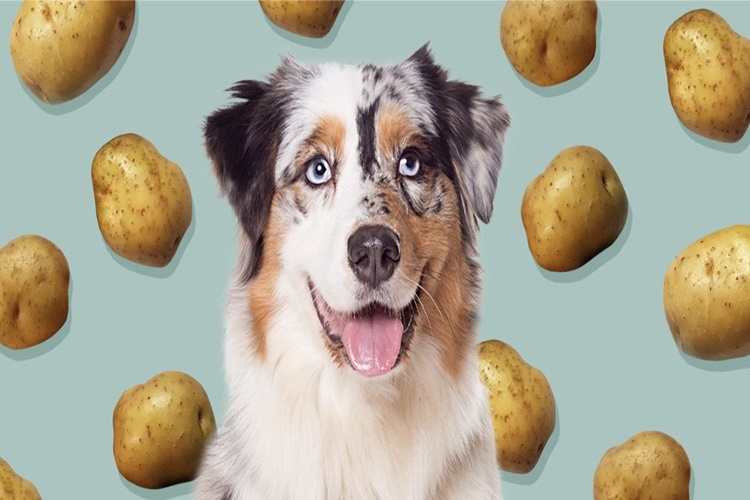 Köpek Haşlanmış Patates Yer Mi?