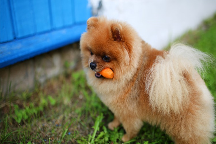 Köpek Havuç Yer Mi?