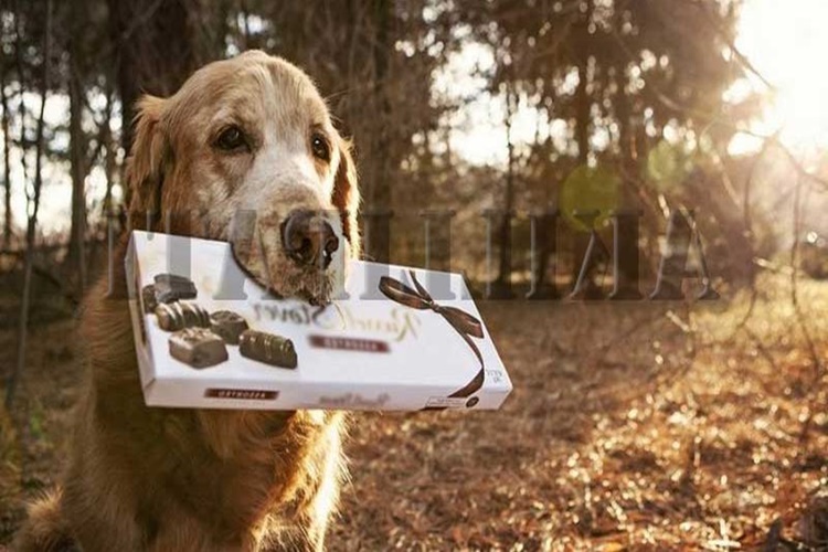 Köpek Helva Yer Mi?