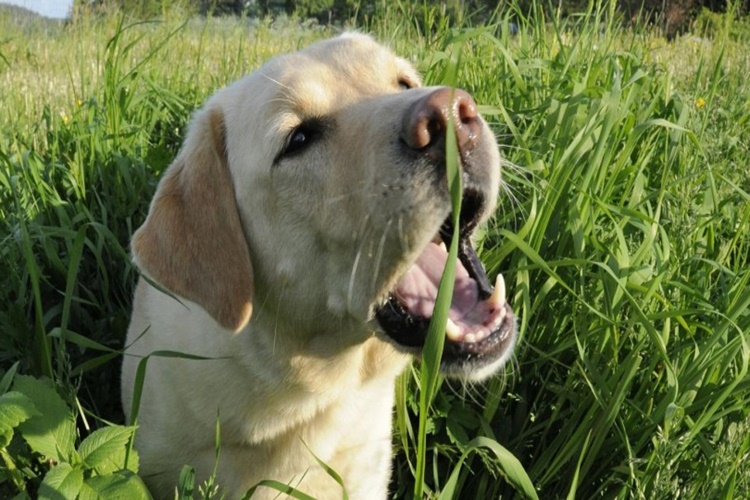 Köpek Hem Et Hem Ot Yer Mi?