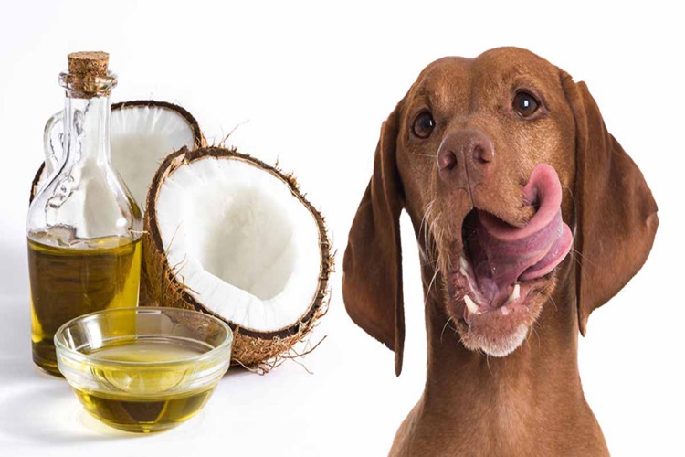 Köpek Hindistan Cevizi Yer Mi?