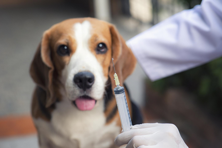 Köpek İç Dış Parazit Aşısı Fiyatı 2023 Ne Kadar?